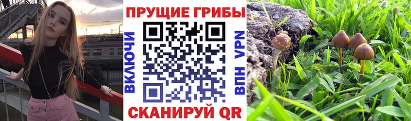 KRAKEN tor  Черняховск  Псилоцибиновые грибы Magic Shrooms  купить  